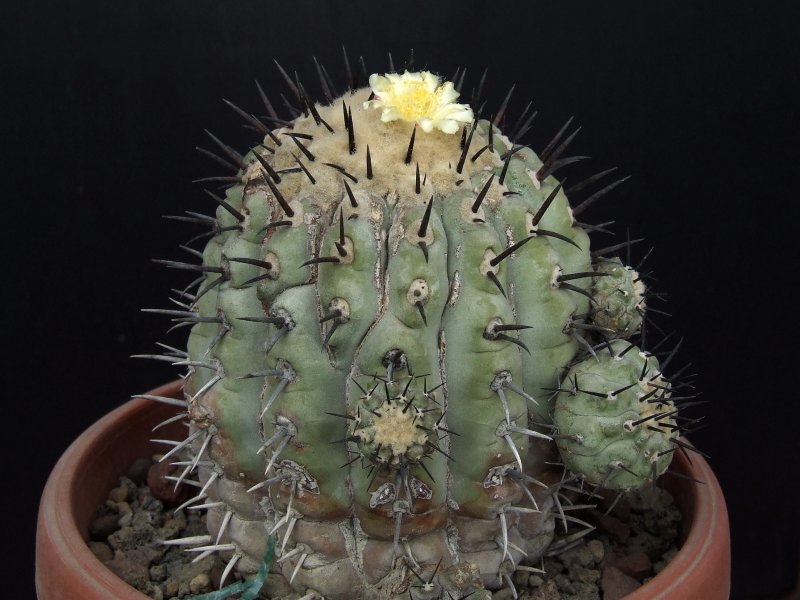 Copiapoa cinerea 