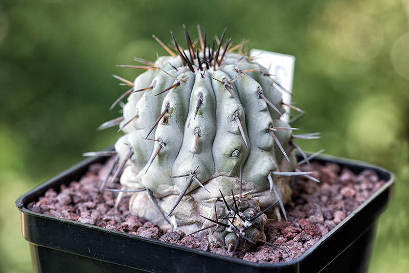 Copiapoa cinerea 