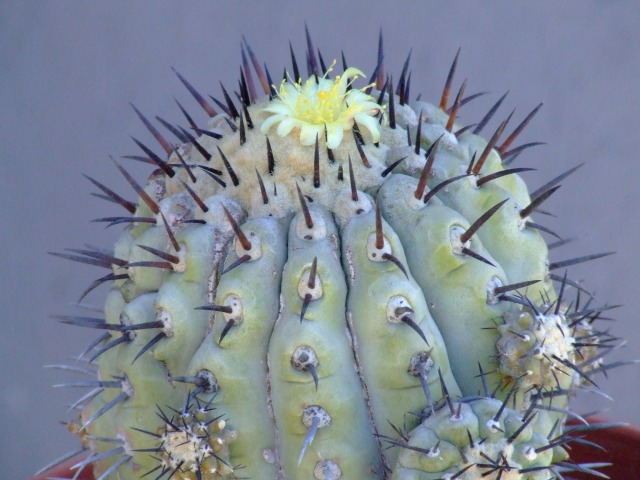 Copiapoa cinerea 