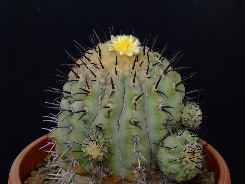 Copiapoa cinerea 