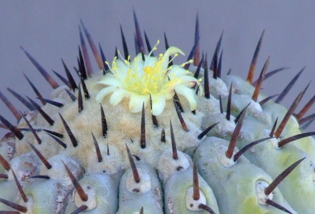 Copiapoa cinerea 