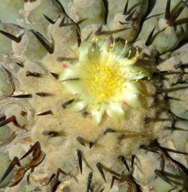 Copiapoa cinerea 