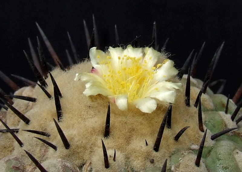 Copiapoa cinerea 