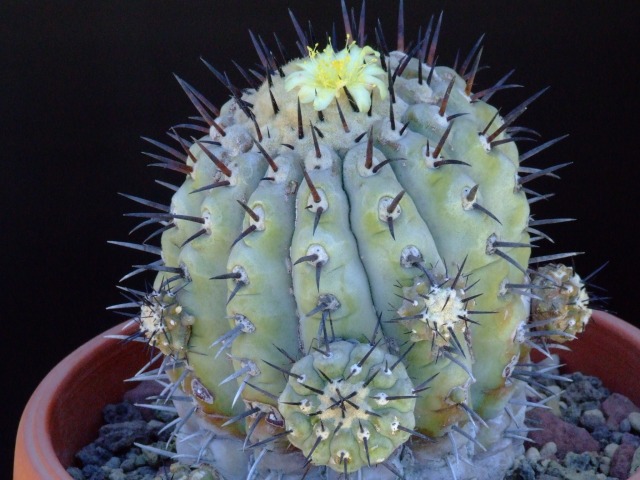 Copiapoa cinerea 