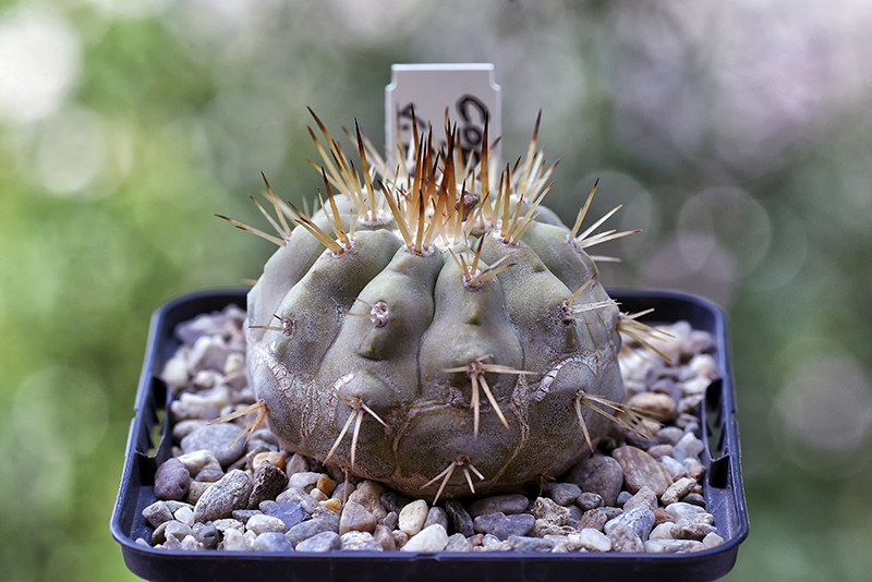 copiapoa cinerea v. albispina