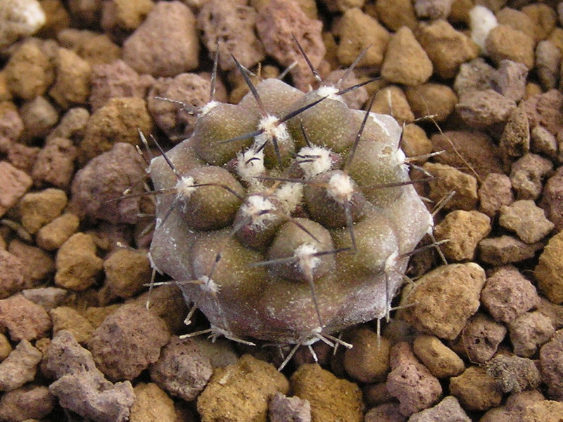 Copiapoa cinerea JO1264