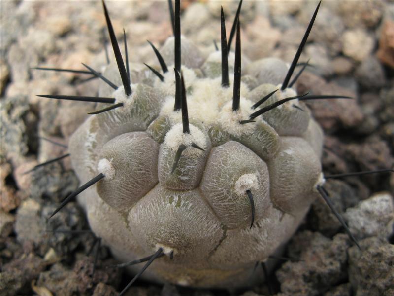 Copiapoa cinerea KK 610