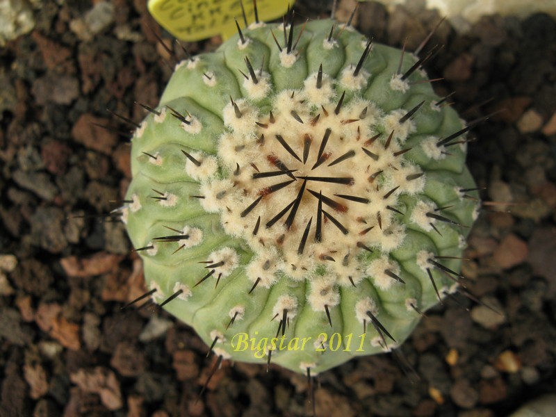 Copiapoa cinerea KK 611