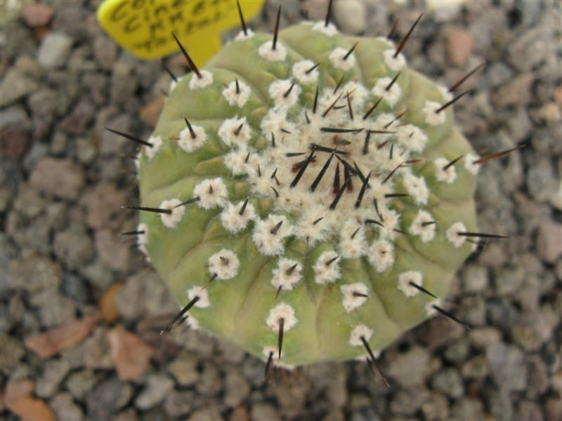 Copiapoa cinerea KK 611