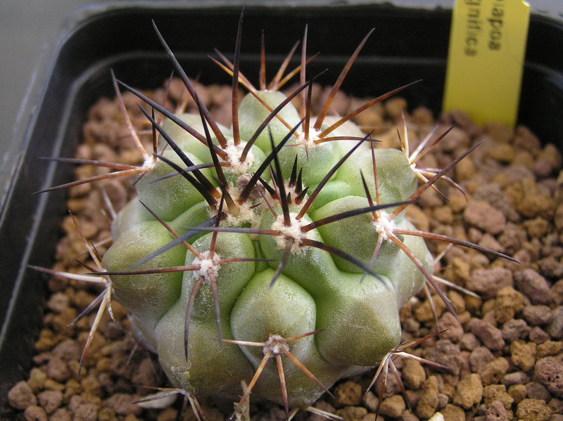 Copiapoa cinerea 