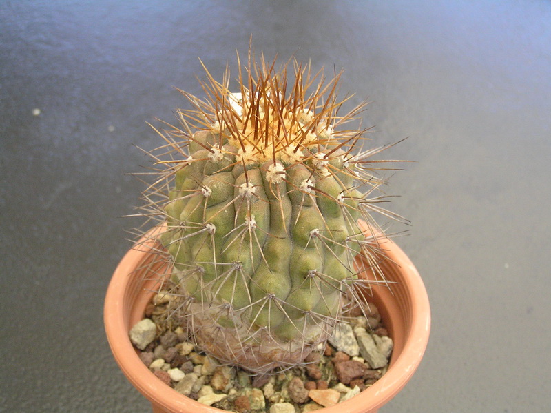 Copiapoa cinerea ssp. gigantea KK 614