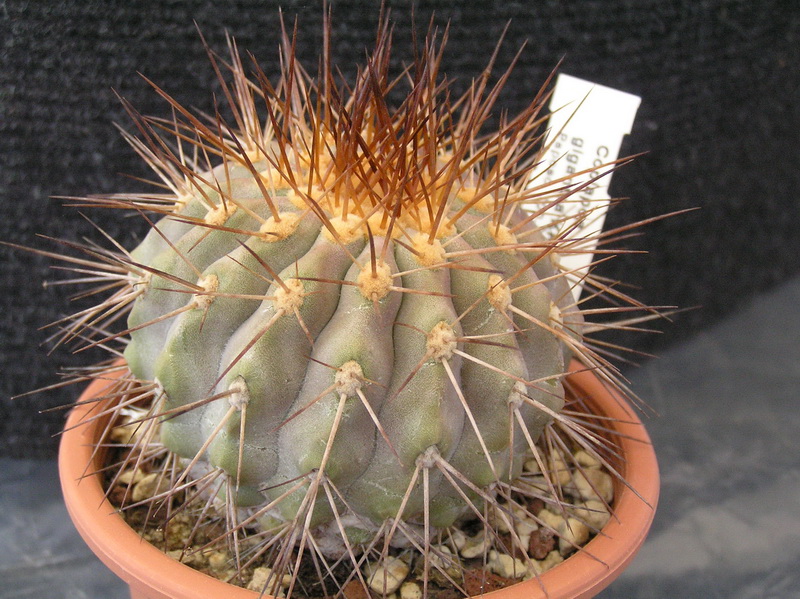 Copiapoa cinerea ssp. gigantea KK614