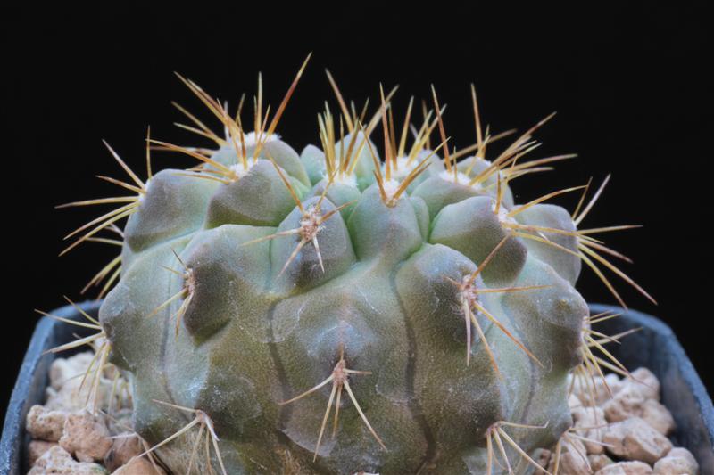 Copiapoa cinerea ssp. gigantea 