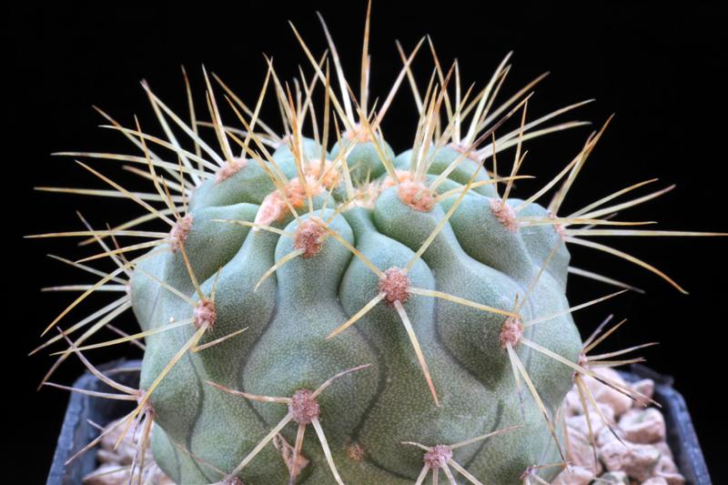 Copiapoa cinerea ssp. haseltoniana 