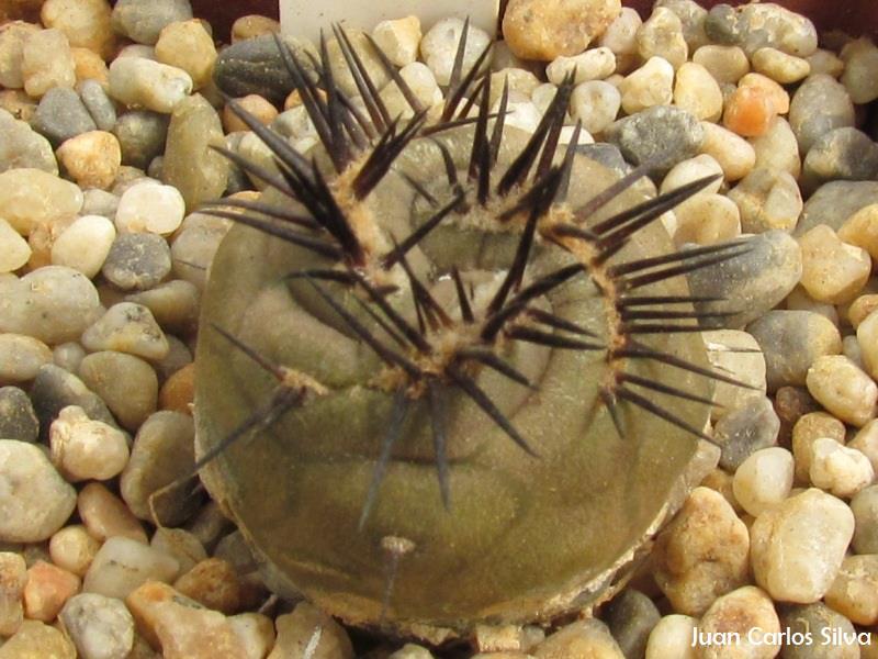 copiapoa cinerea f. spiralis