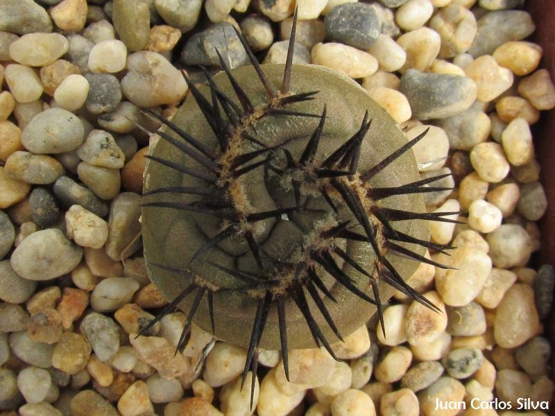 Copiapoa cinerea f. spiralis 