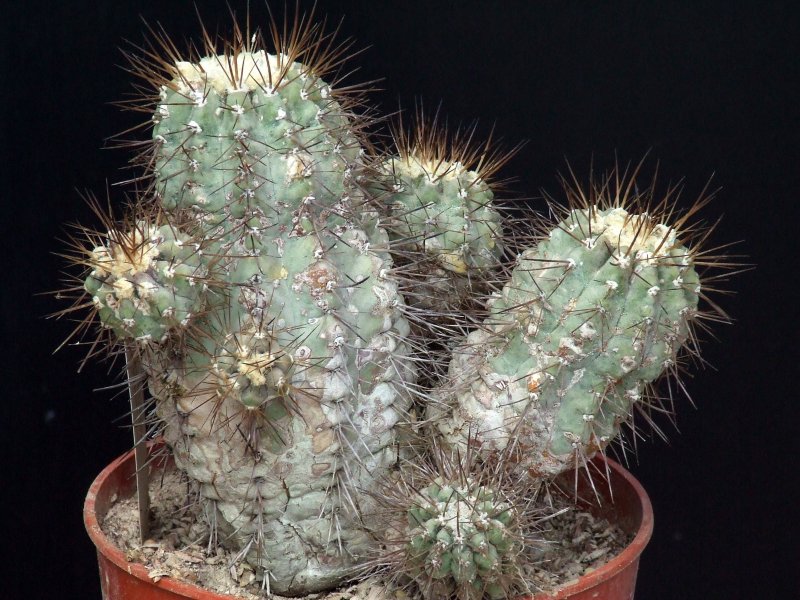 Copiapoa cinerea v. albispina 