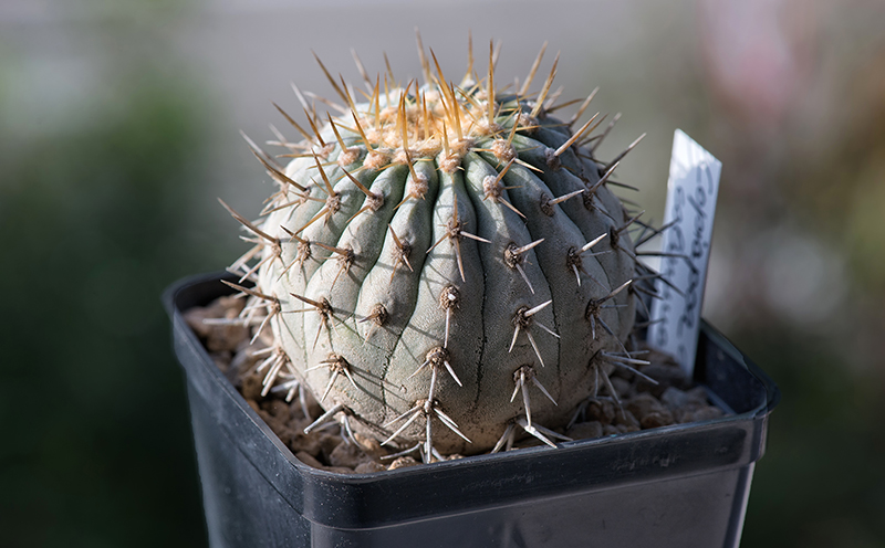 Copiapoa cinerea ssp. columna-alba 