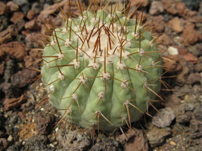 Copiapoa cinerea v. columna-alba AW 88