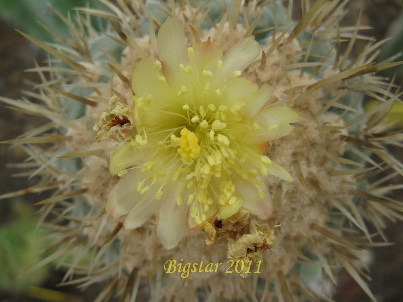 Copiapoa cinerea v. columna-alba 