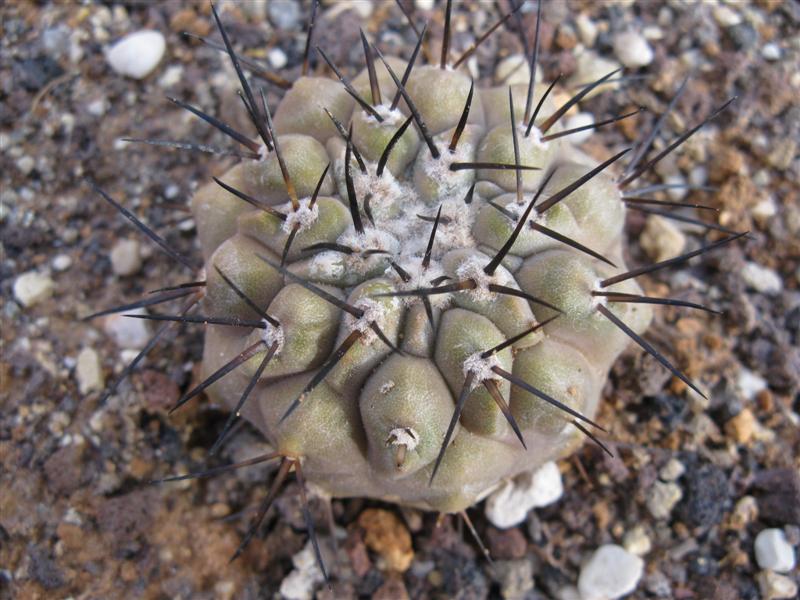 Copiapoa cinerea v. columna-alba OLV 35