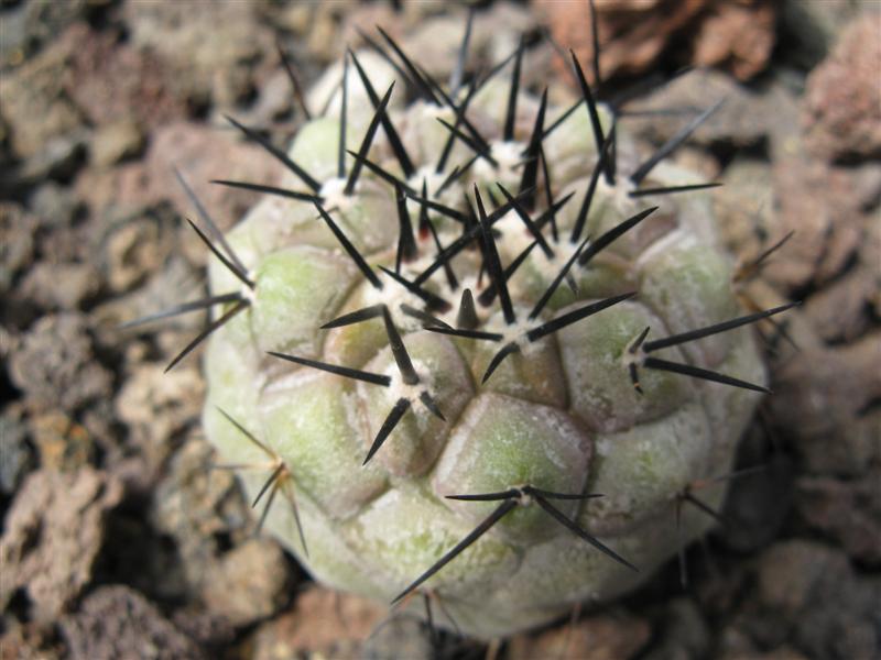 Copiapoa cinerea v. columna-alba OLV 84