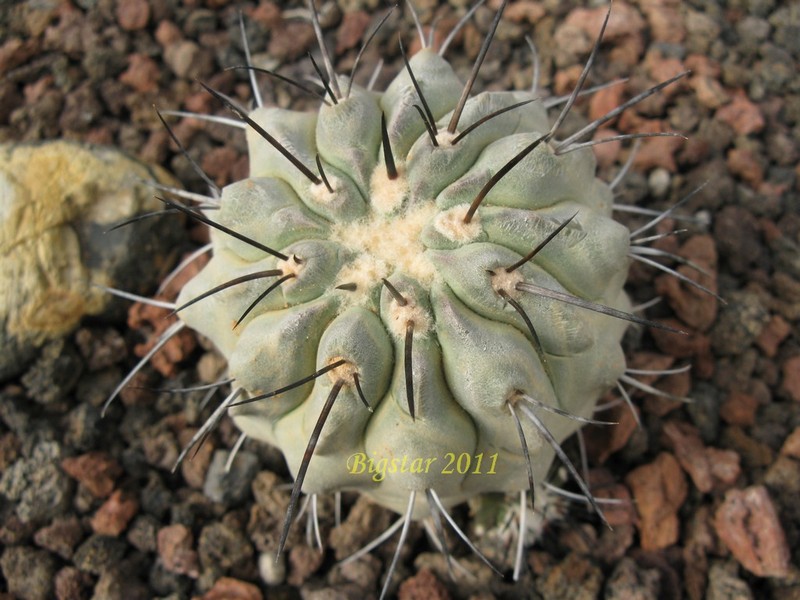 Copiapoa cinerea v. carrizalensis AW 84