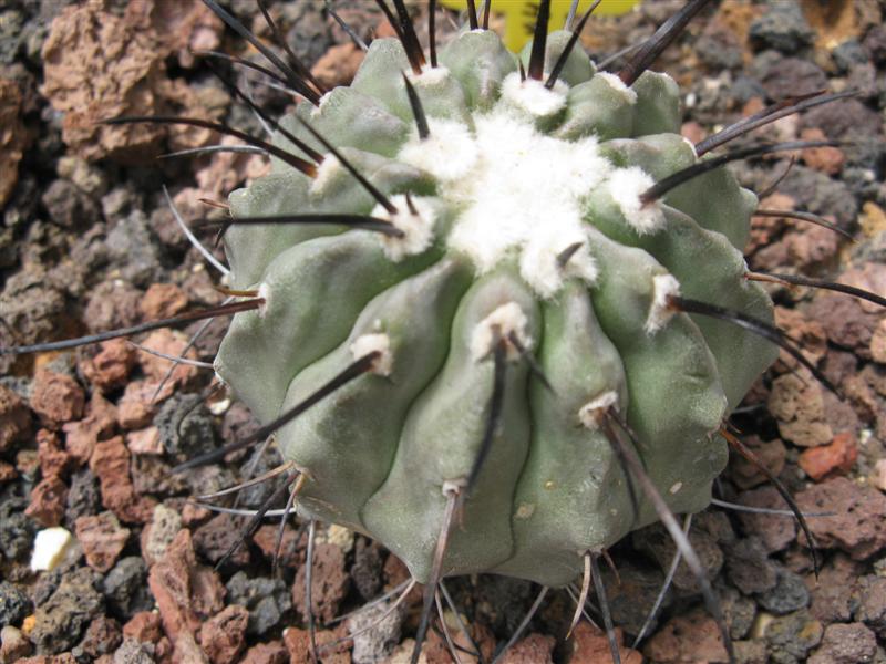 Copiapoa cinerea v. carrizalensis AW 84