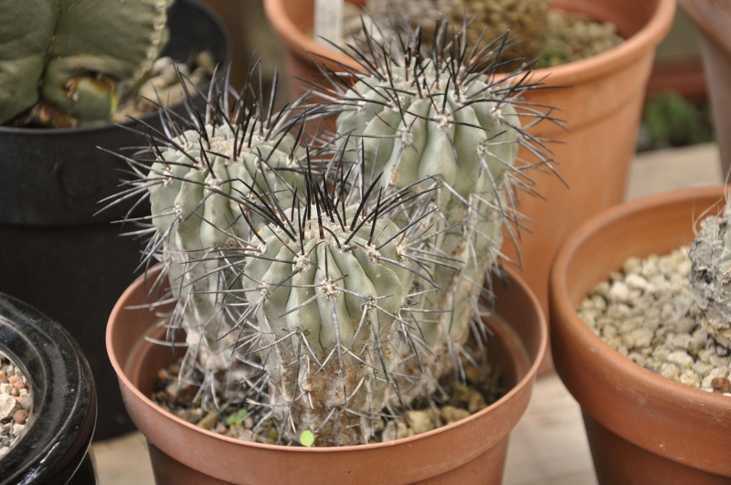 copiapoa cinerea v. dealbata