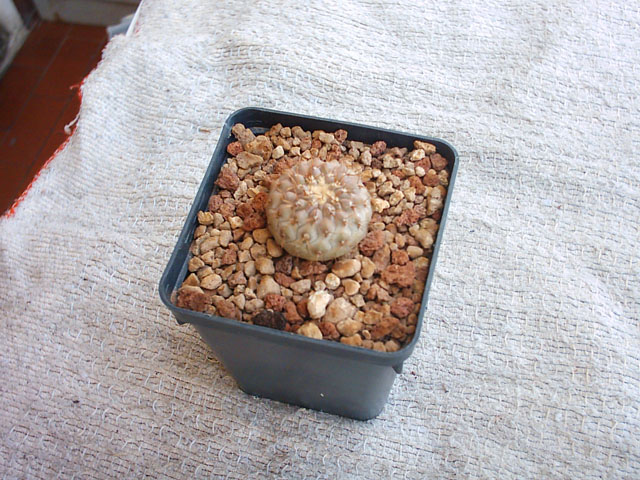 Copiapoa columna-alba 