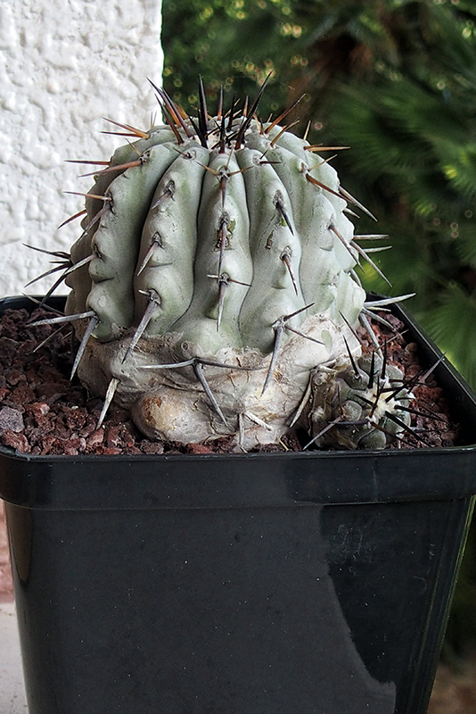 Copiapoa cinerea 