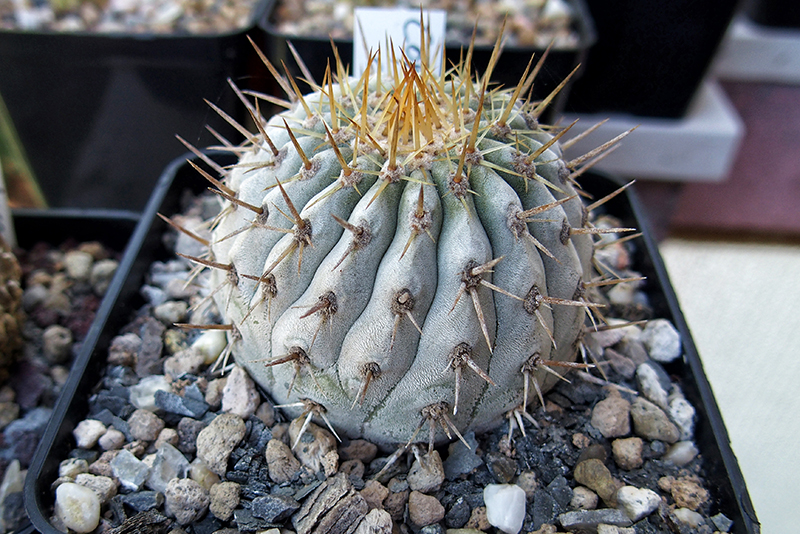 Copiapoa columna-alba 