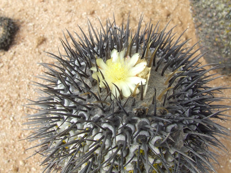 Copiapoa columna-alba 