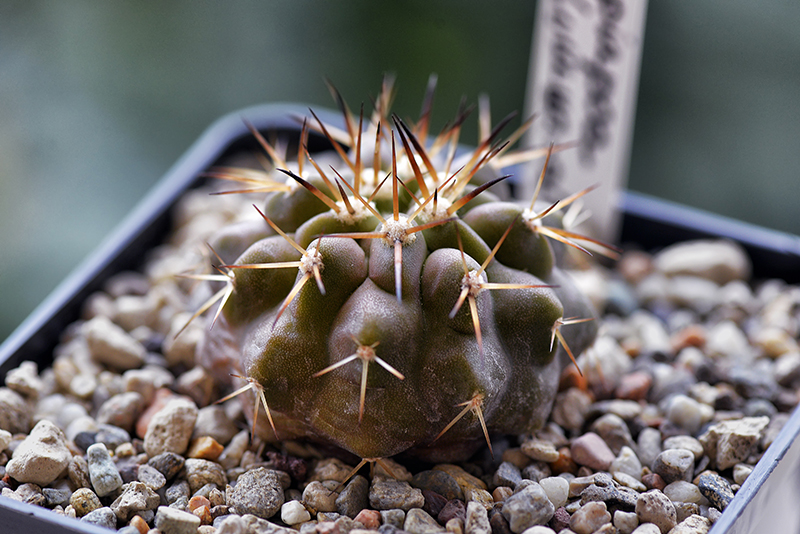 Copiapoa columna-alba 