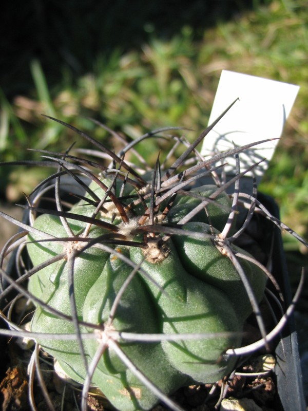 Copiapoa coquimbana WM216