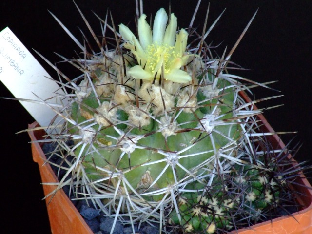 Copiapoa coquimbana 