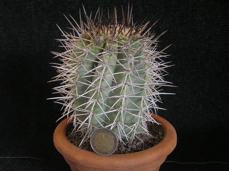 Copiapoa coquimbana 