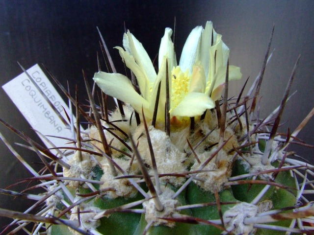 Copiapoa coquimbana 