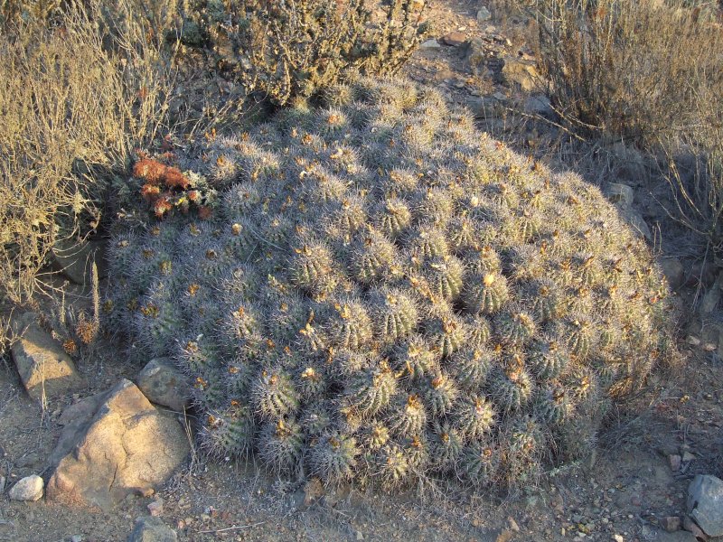 Copiapoa coquimbana 