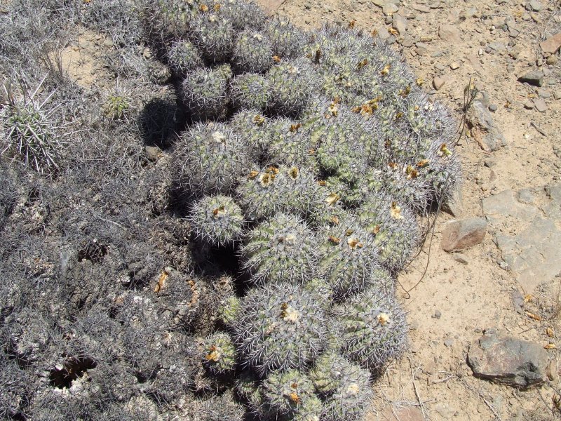 Copiapoa coquimbana 