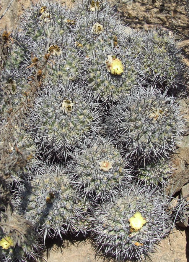 Copiapoa coquimbana 