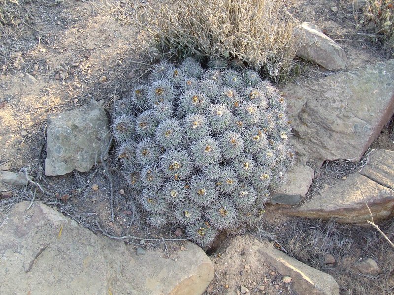 Copiapoa coquimbana 