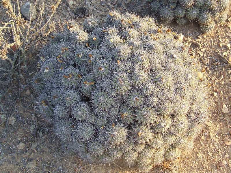 Copiapoa coquimbana 