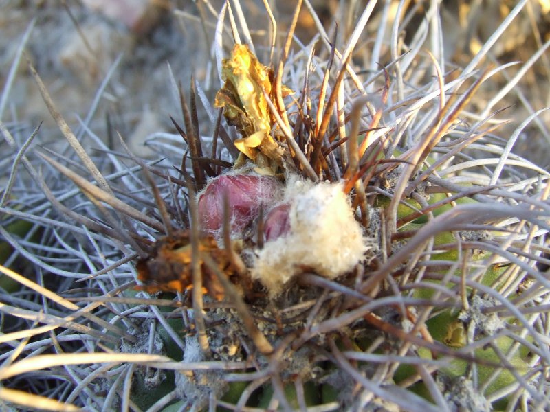 Copiapoa coquimbana KK1