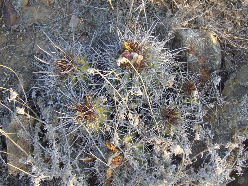 Copiapoa coquimbana KK1