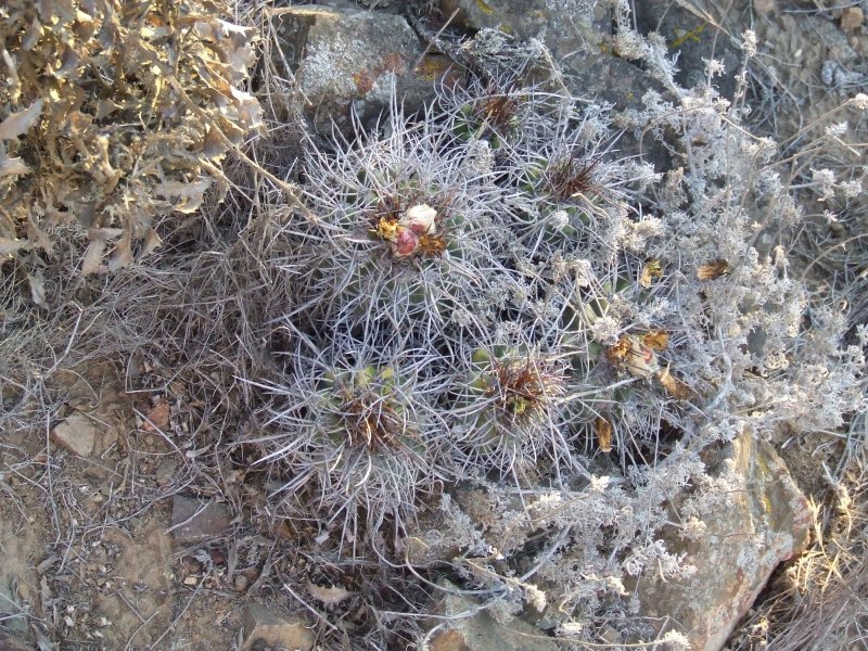 Copiapoa coquimbana KK1