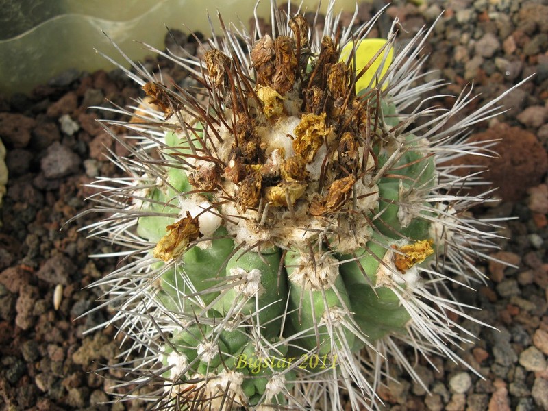 Copiapoa coquimbana KK 1387