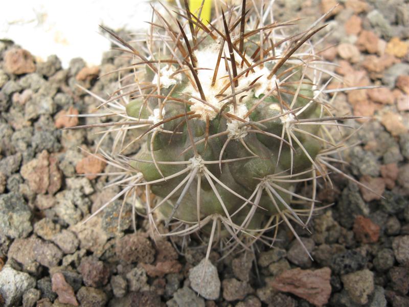 Copiapoa coquimbana KK 1387