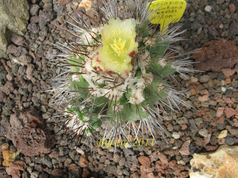 Copiapoa coquimbana KK 1387