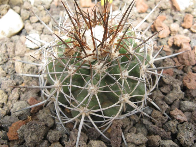 Copiapoa coquimbana KK 1